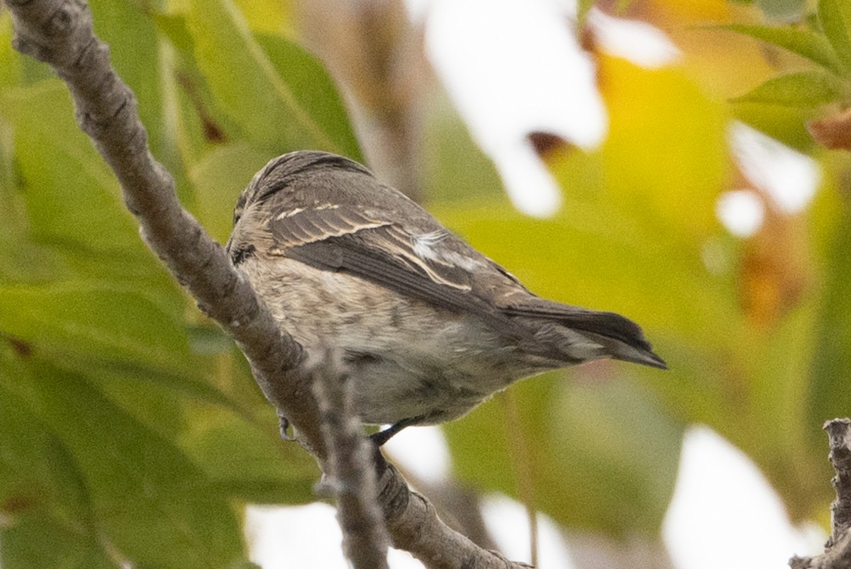 Dark-sided Flycatcher (Siberian) - ML642413052