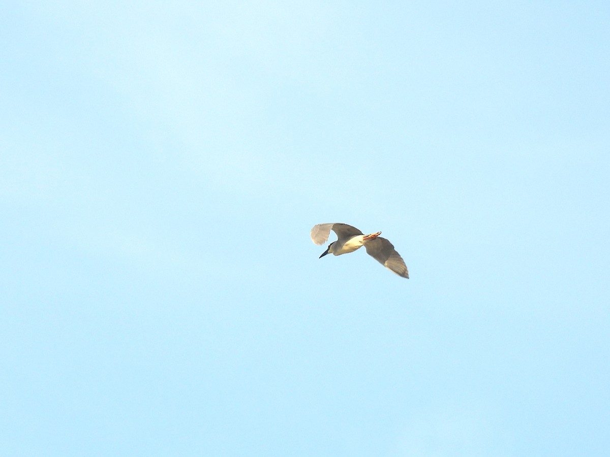 Black-crowned Night Heron - ML642413059