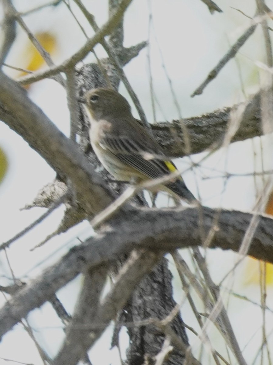 Yellow-rumped Warbler - ML642413063