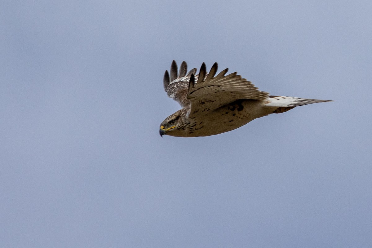 Ferruginous Hawk - ML642413068