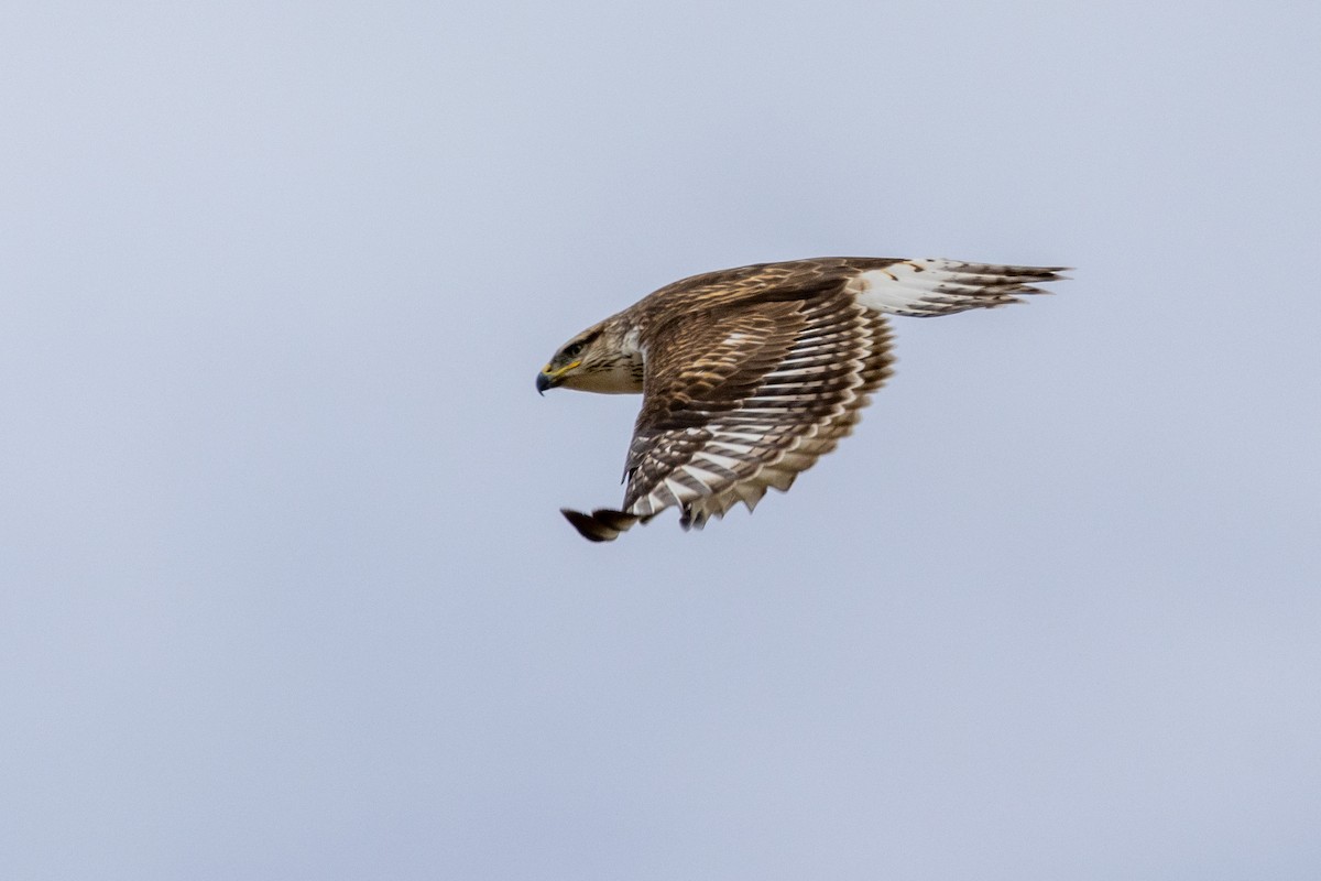 Ferruginous Hawk - ML642413069