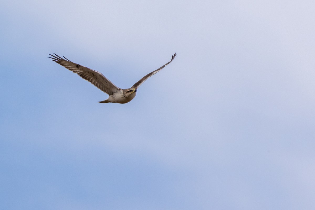 Ferruginous Hawk - ML642413070