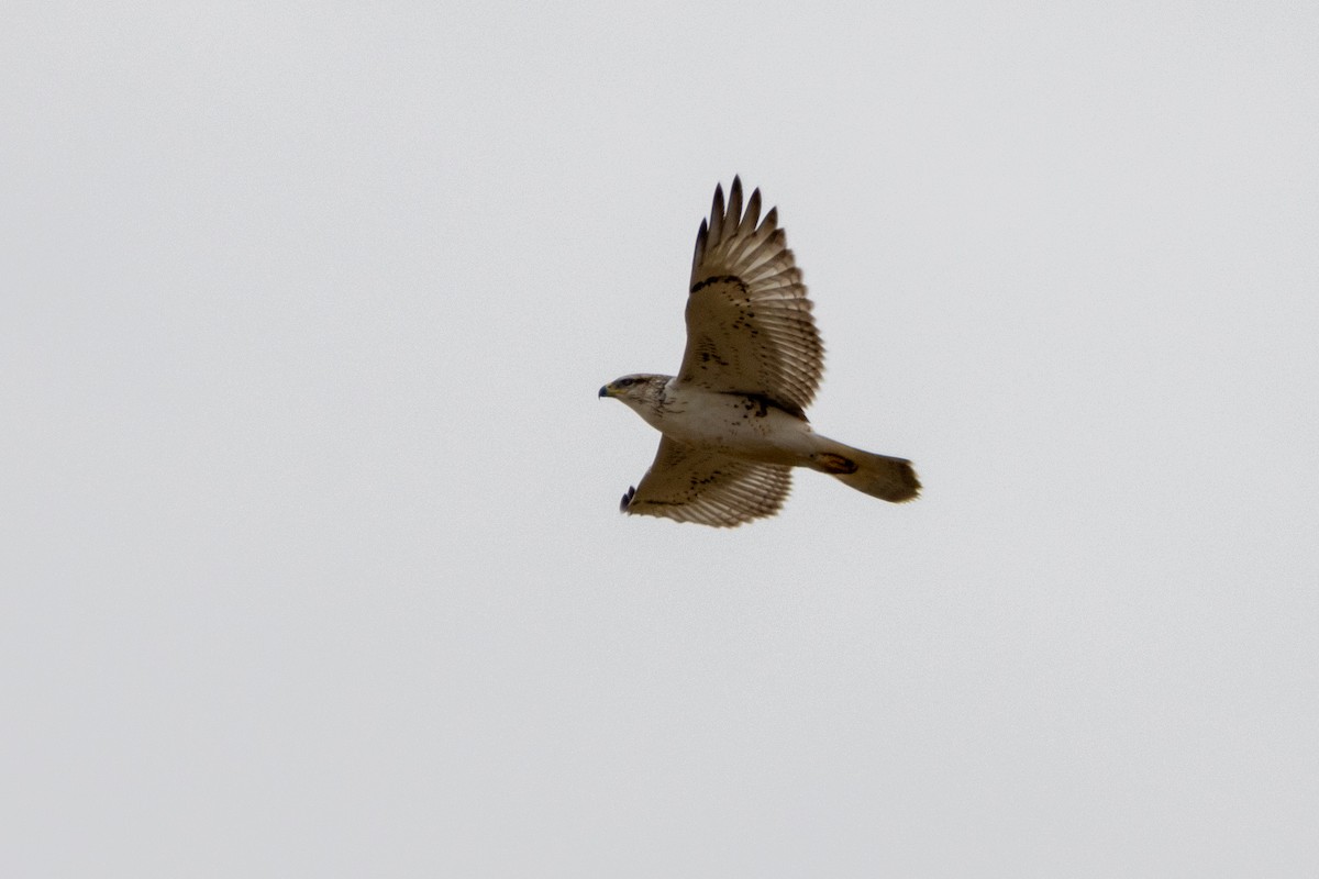 Ferruginous Hawk - ML642413071