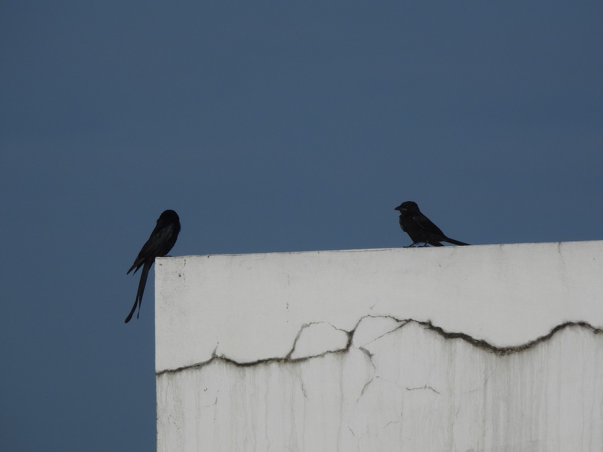Black Drongo - ML642413073