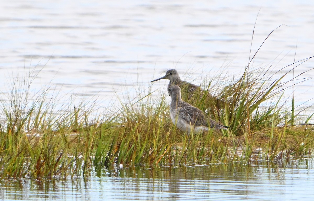 Lesser/Greater Yellowlegs - ML642413076