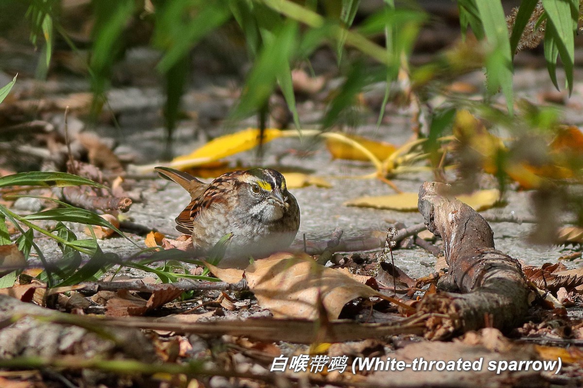 White-throated Sparrow - ML642413077