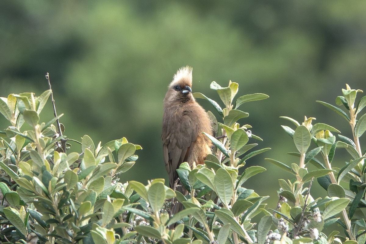 Speckled Mousebird - ML642413082