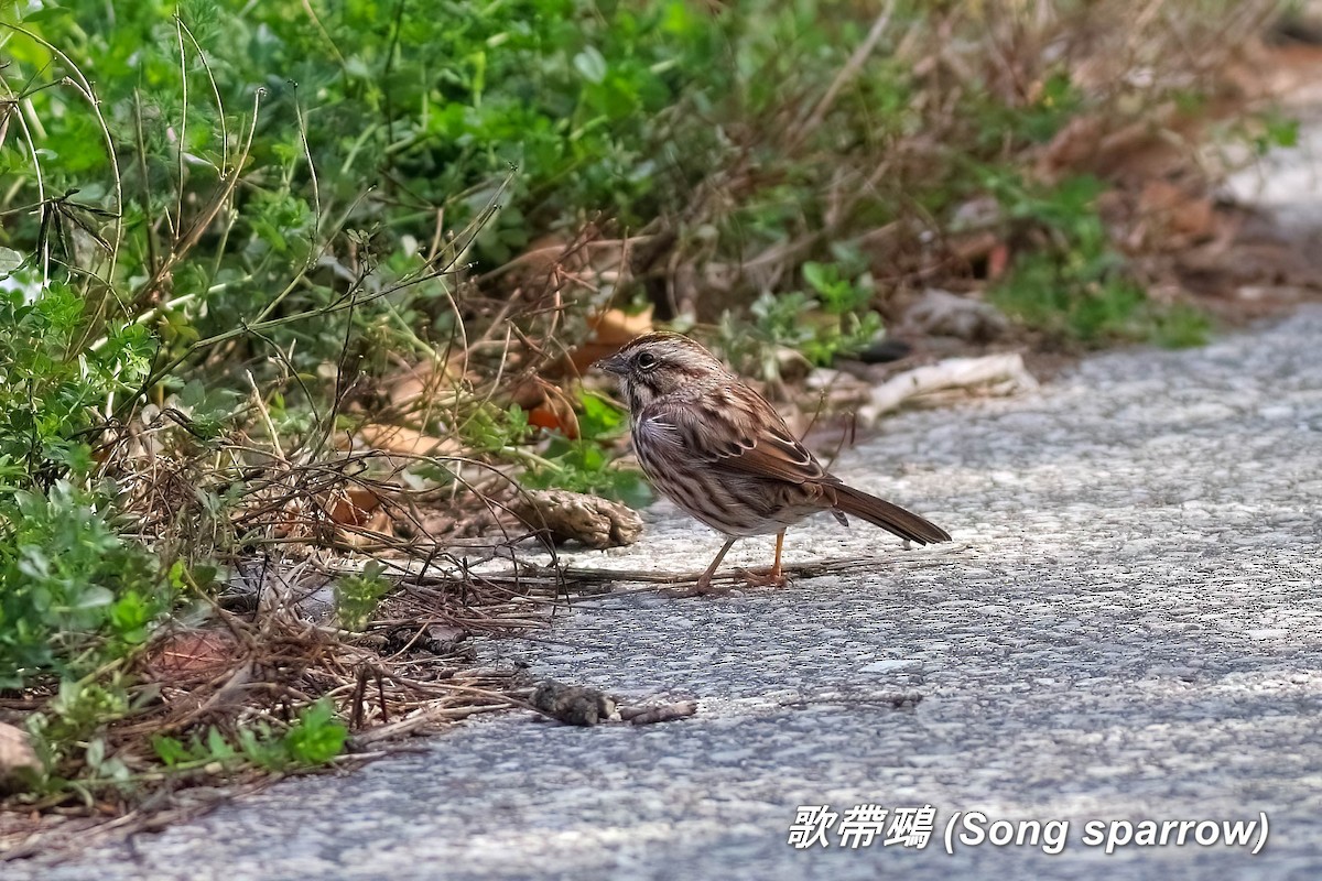 Song Sparrow - ML642413087