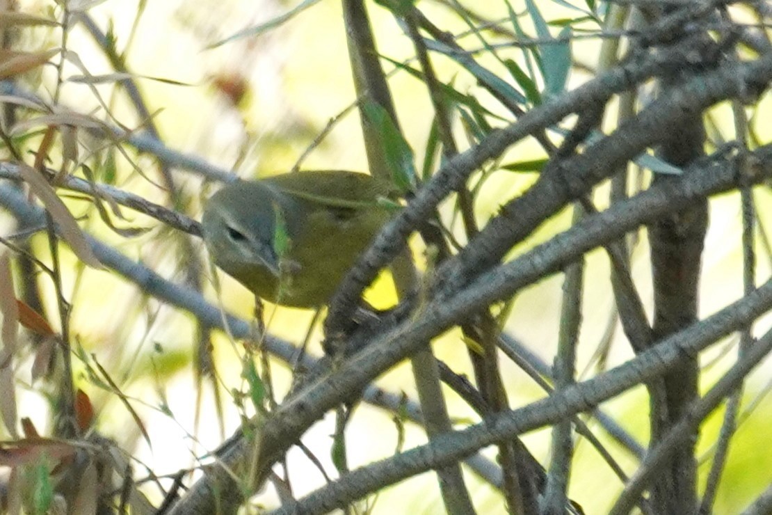 oransjekroneparula - ML642413094