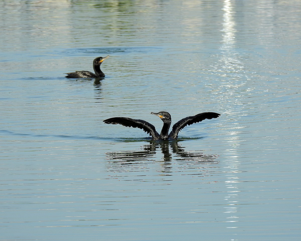 Neotropic Cormorant - ML642413100
