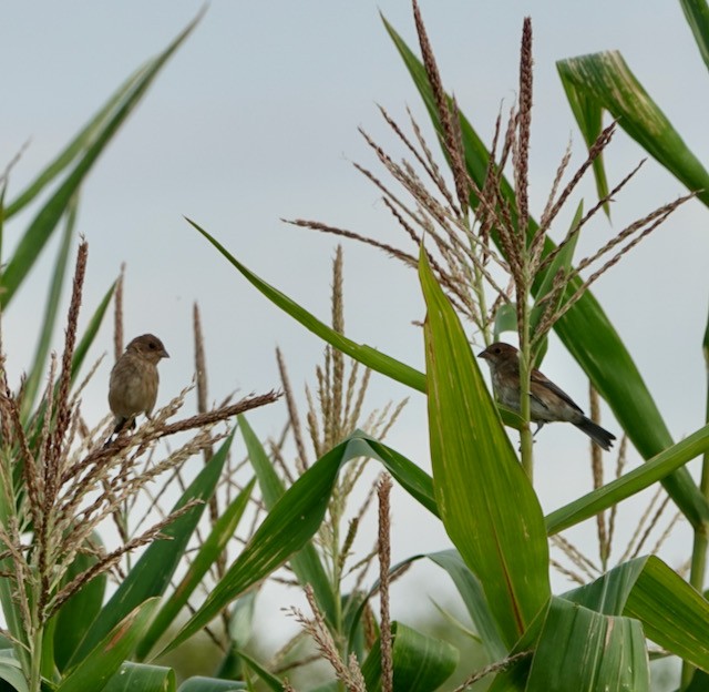 Indigo Bunting - ML642413101