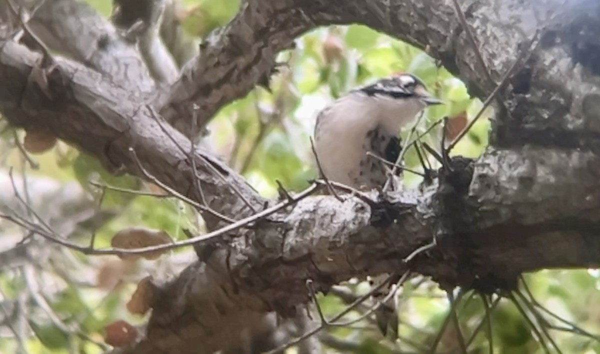 Nuttall's Woodpecker - ML642413110
