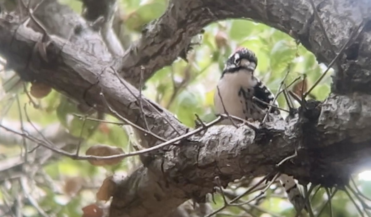 Nuttall's Woodpecker - ML642413111