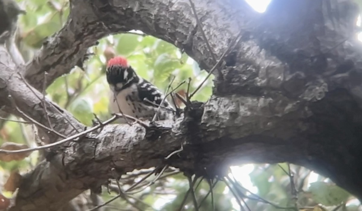 Nuttall's Woodpecker - ML642413112
