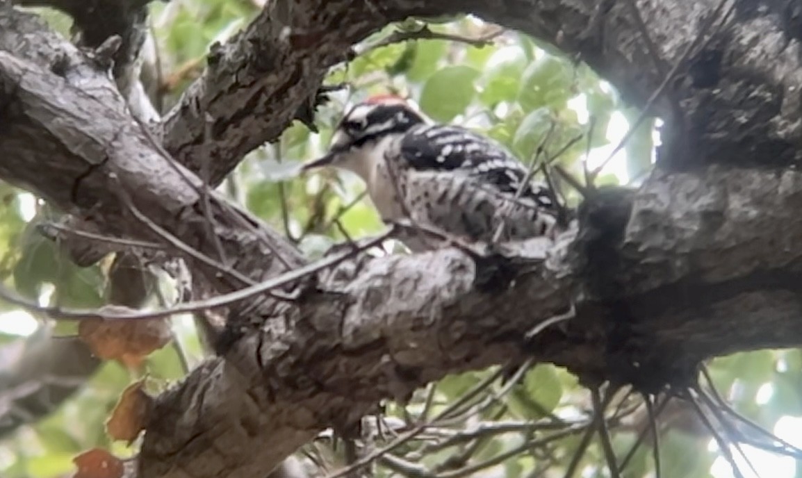 Nuttall's Woodpecker - ML642413113