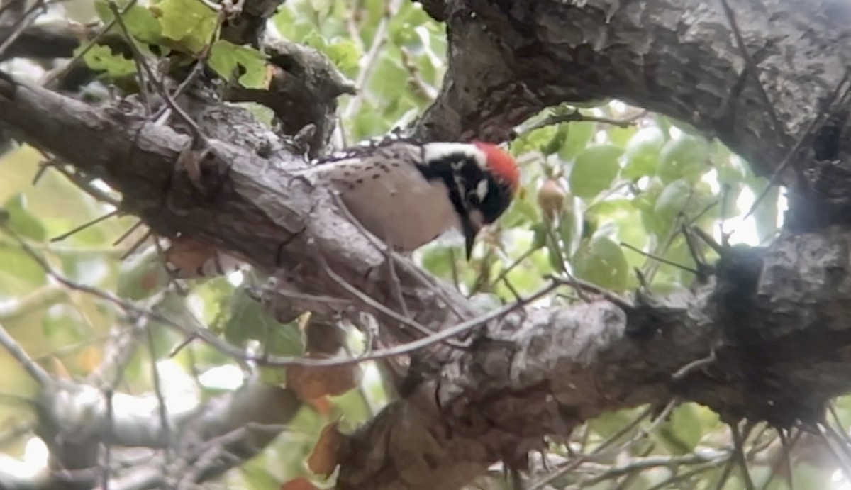 Nuttall's Woodpecker - ML642413114