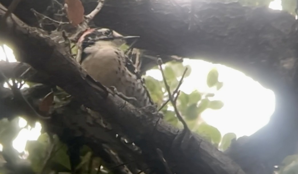 Nuttall's Woodpecker - ML642413115