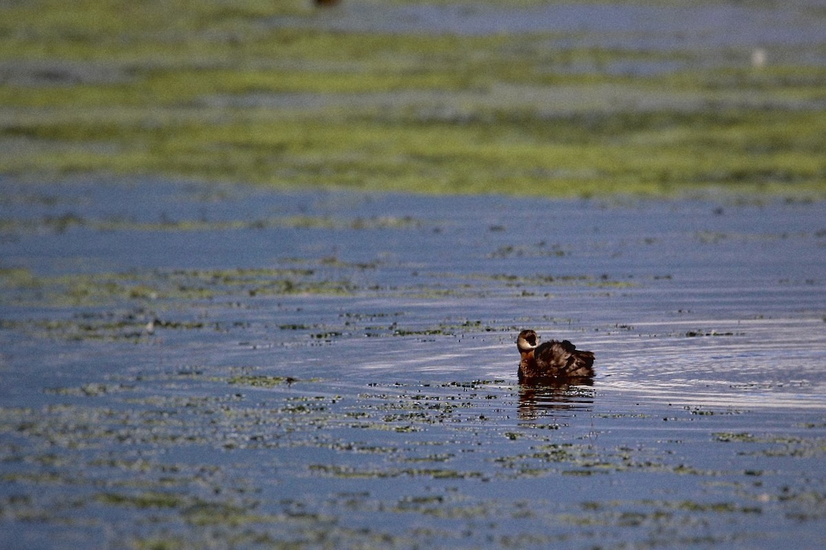 Pied-billed Grebe - ML642413117