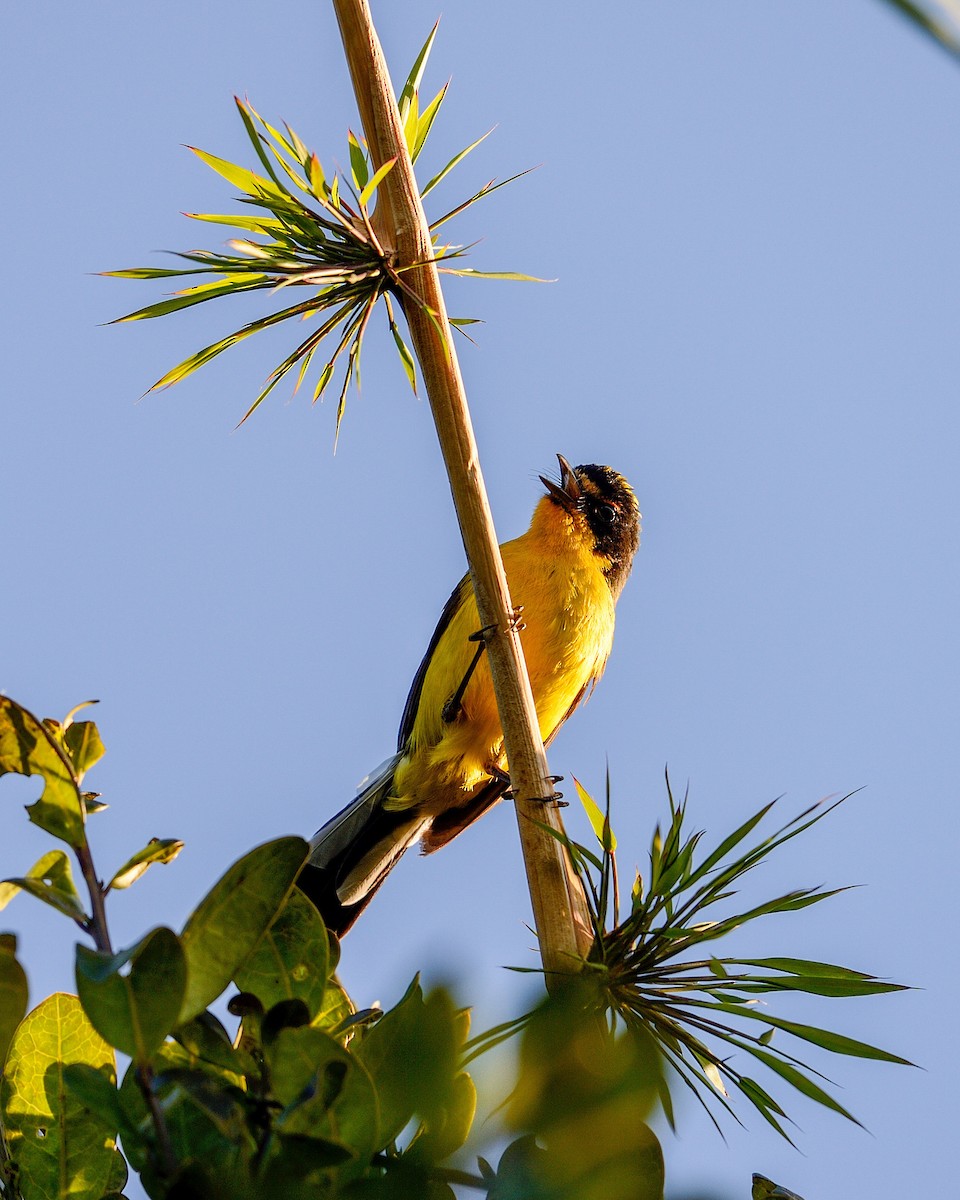 Yellow-crowned Redstart - ML642413121