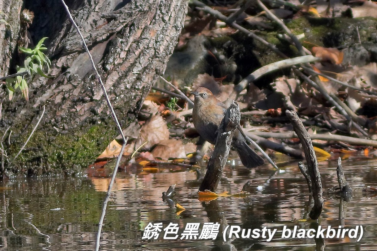 Rusty Blackbird - ML642413122