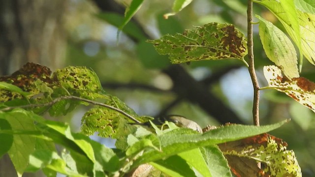 Magnolia Warbler - ML642413126