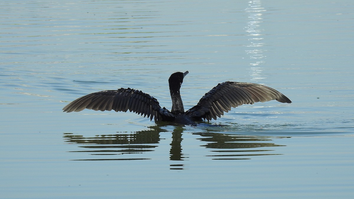 Neotropic Cormorant - ML642413131
