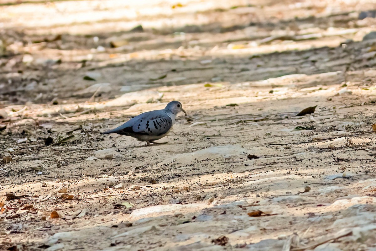 Blue Ground Dove - ML642413133