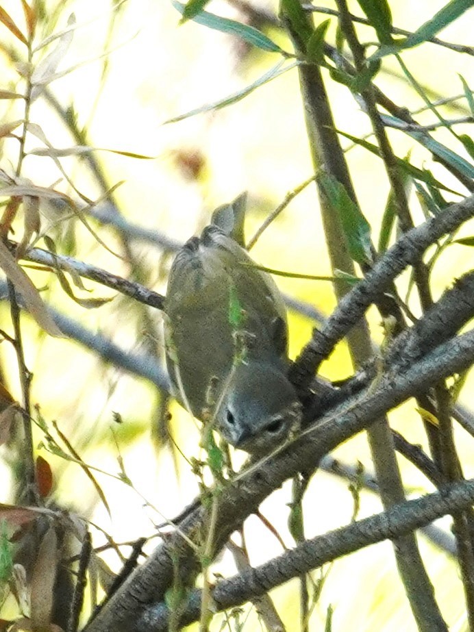 oransjekroneparula - ML642413145