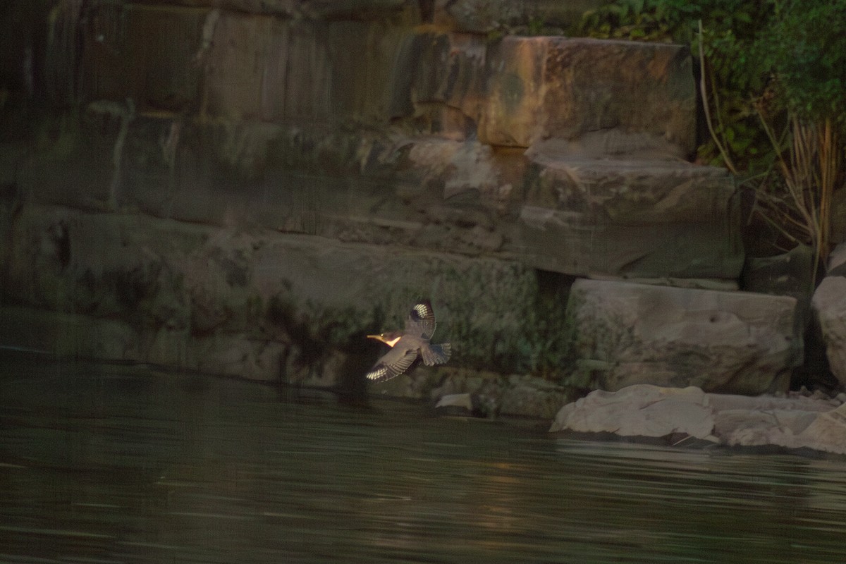 Belted Kingfisher - ML642413205
