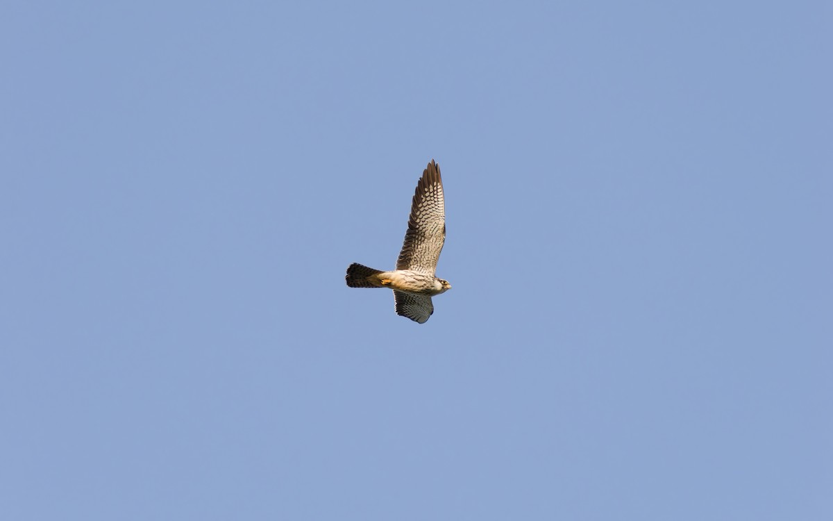 Falco dell'Amur - ML642413214