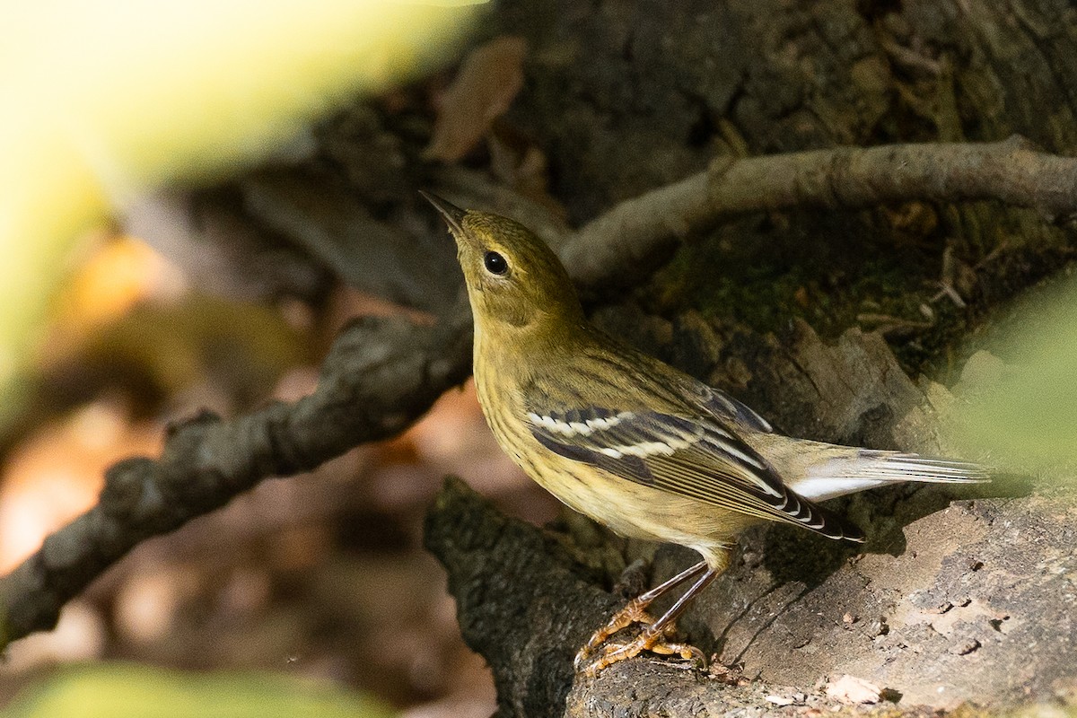 Blackpoll Warbler - ML642413219