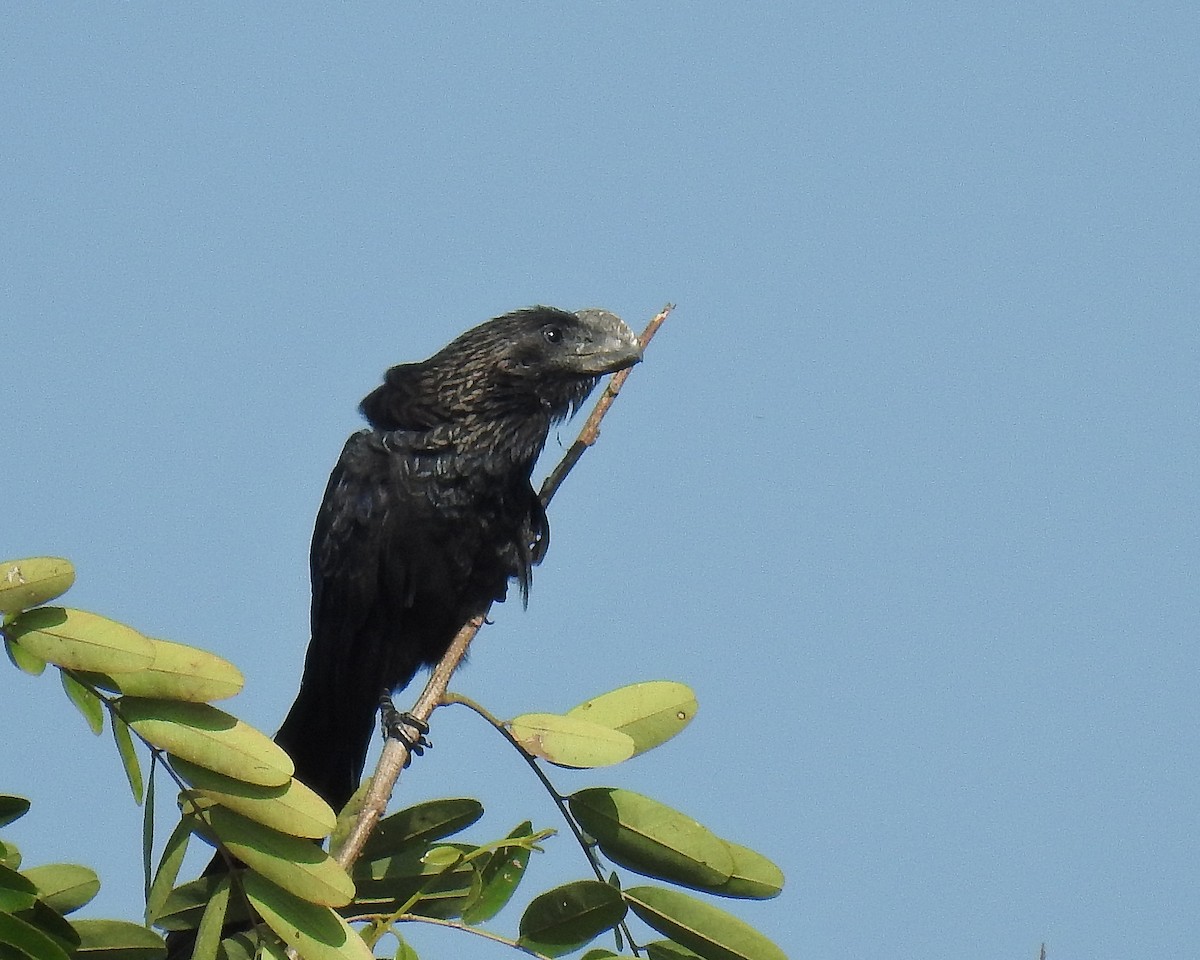 Smooth-billed Ani - ML642413237