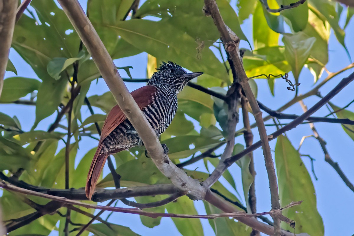 Chestnut-backed Antshrike - ML642413239