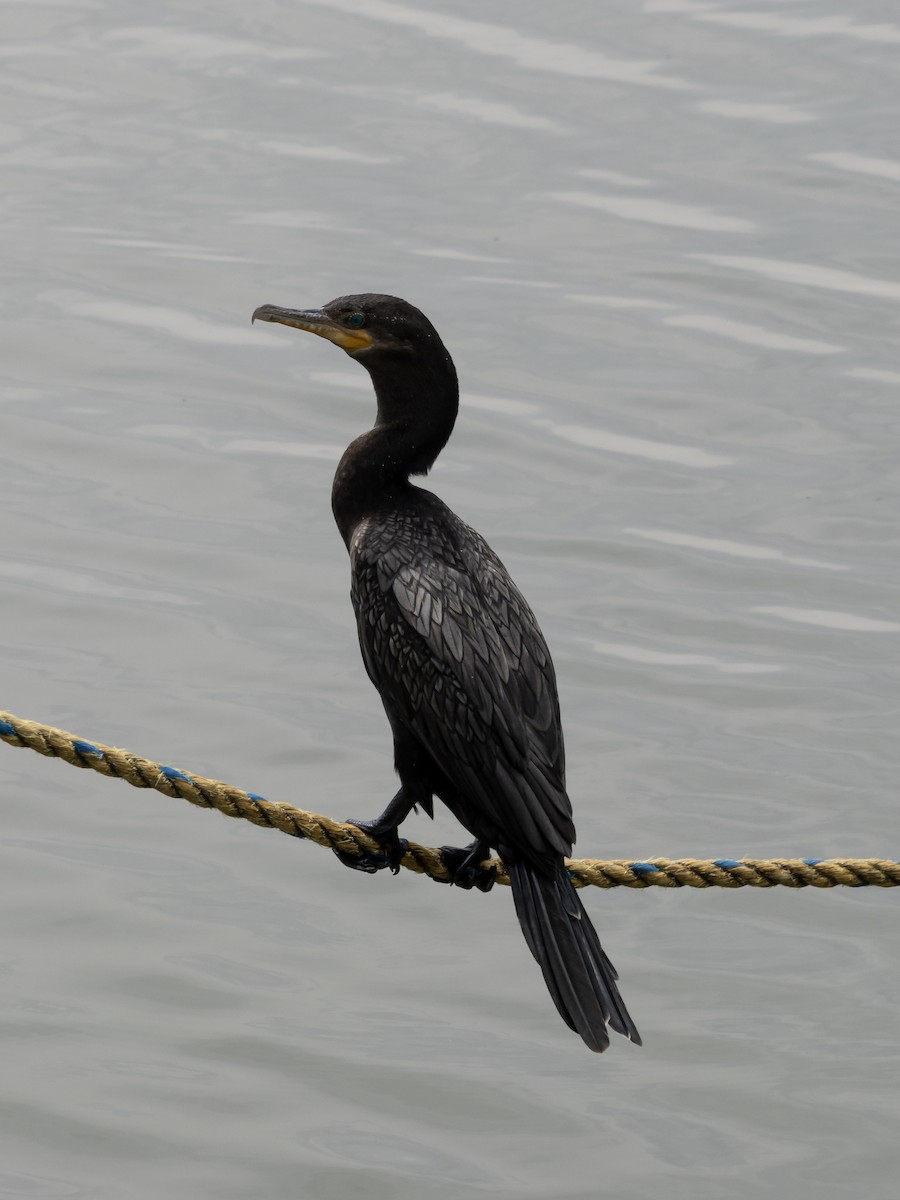Neotropic Cormorant - ML642413244