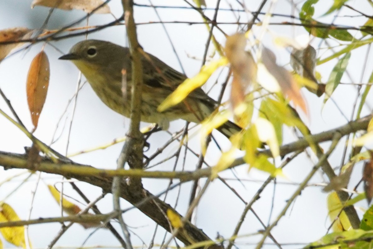 Yellow-rumped Warbler - ML642413254