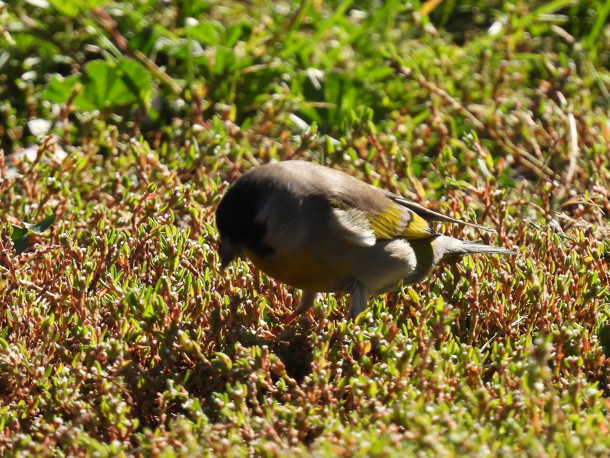 Lawrence's Goldfinch - ML642413259