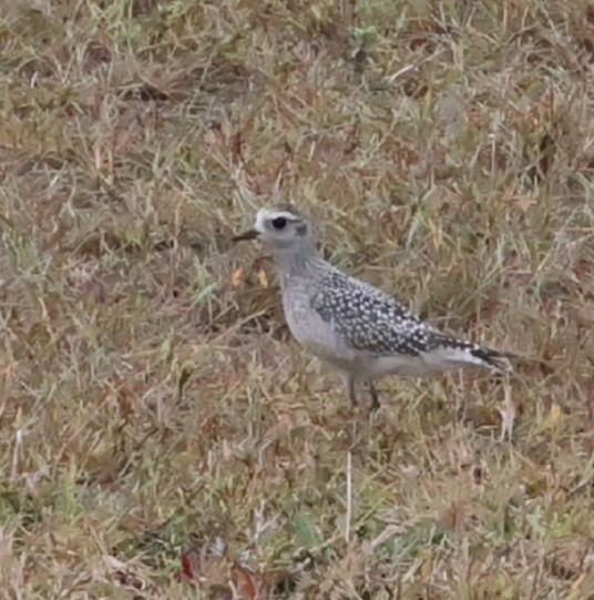 American Golden-Plover - ML642413260