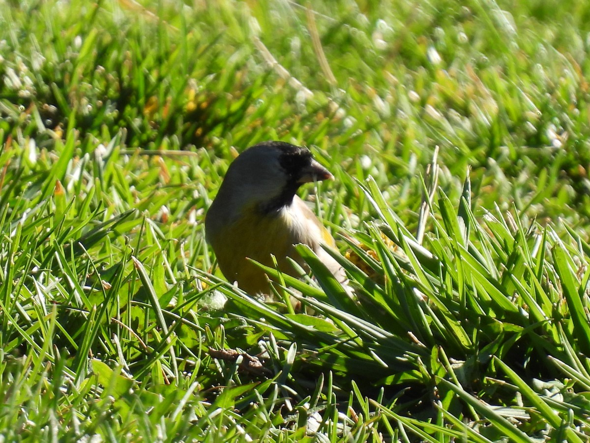 Lawrence's Goldfinch - ML642413265