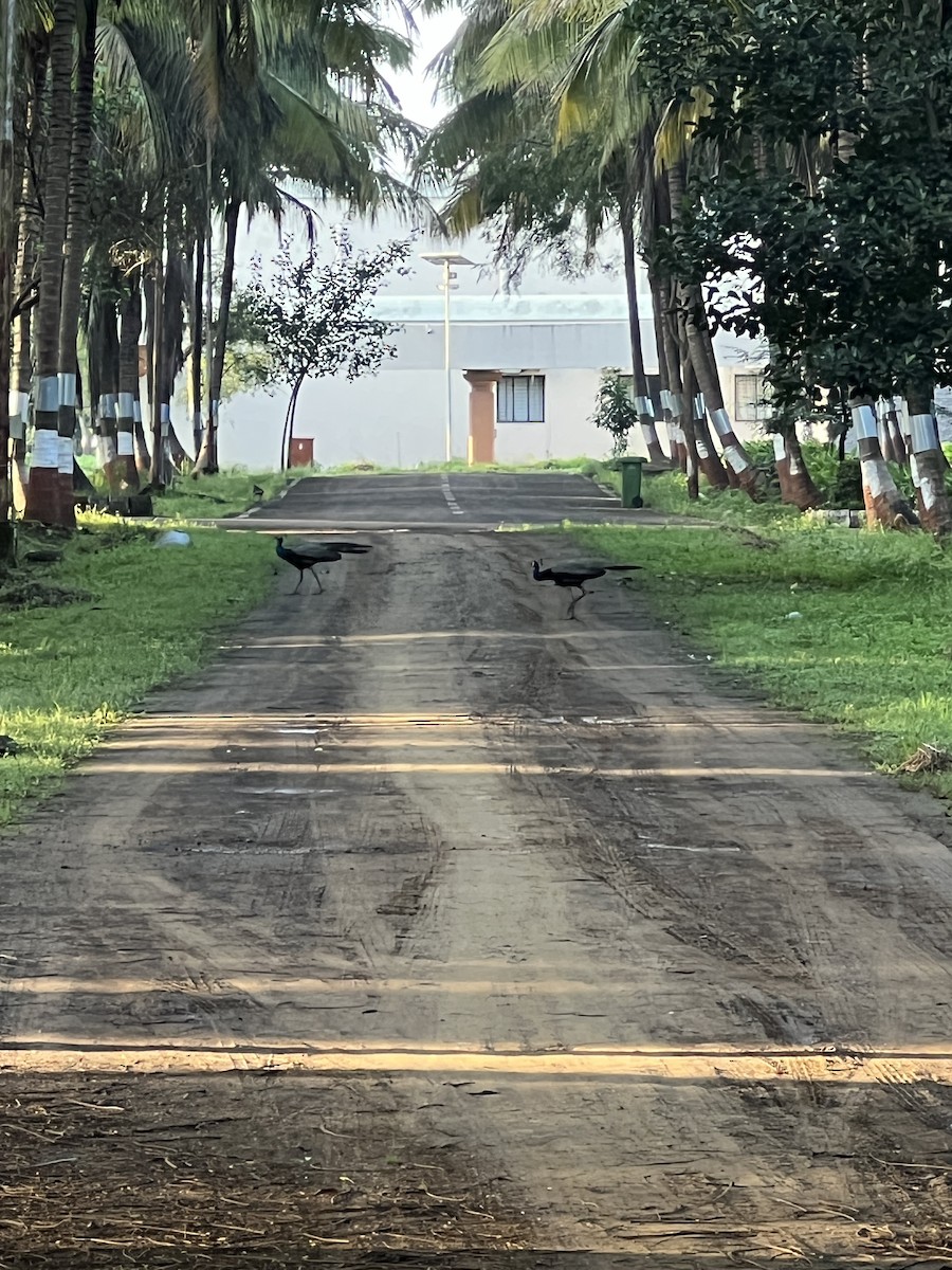 Indian Peafowl - ML642413266