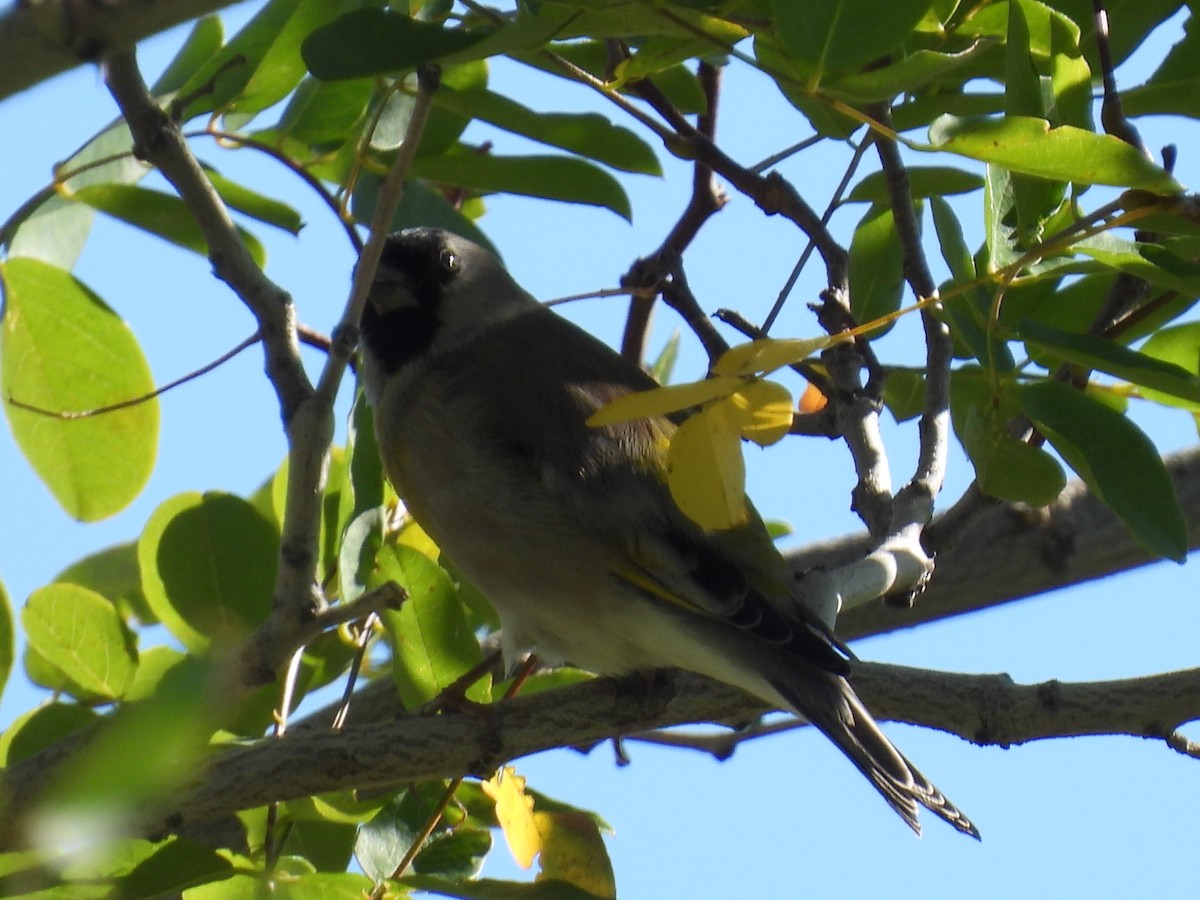 Lawrence's Goldfinch - ML642413273