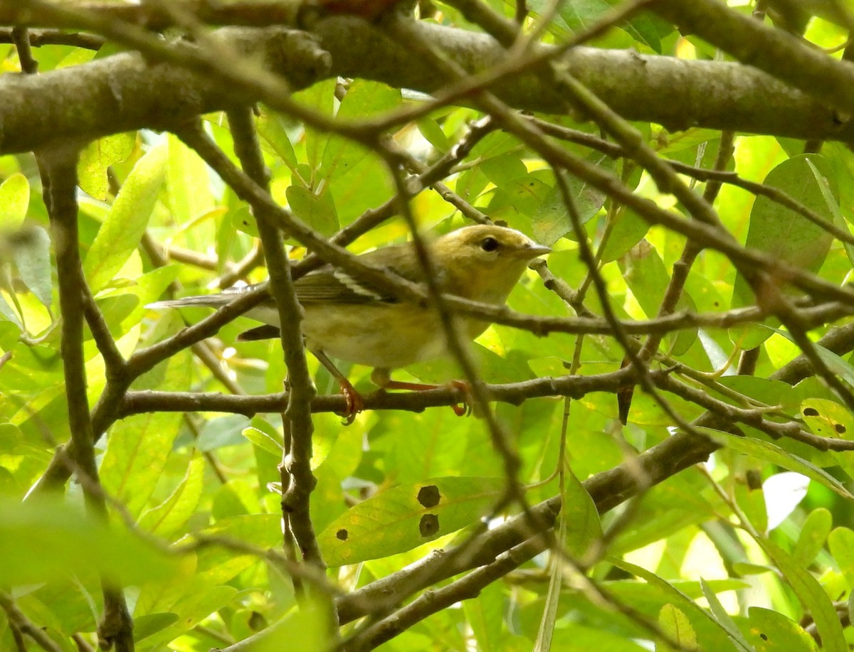 Blackpoll Warbler - ML642413279