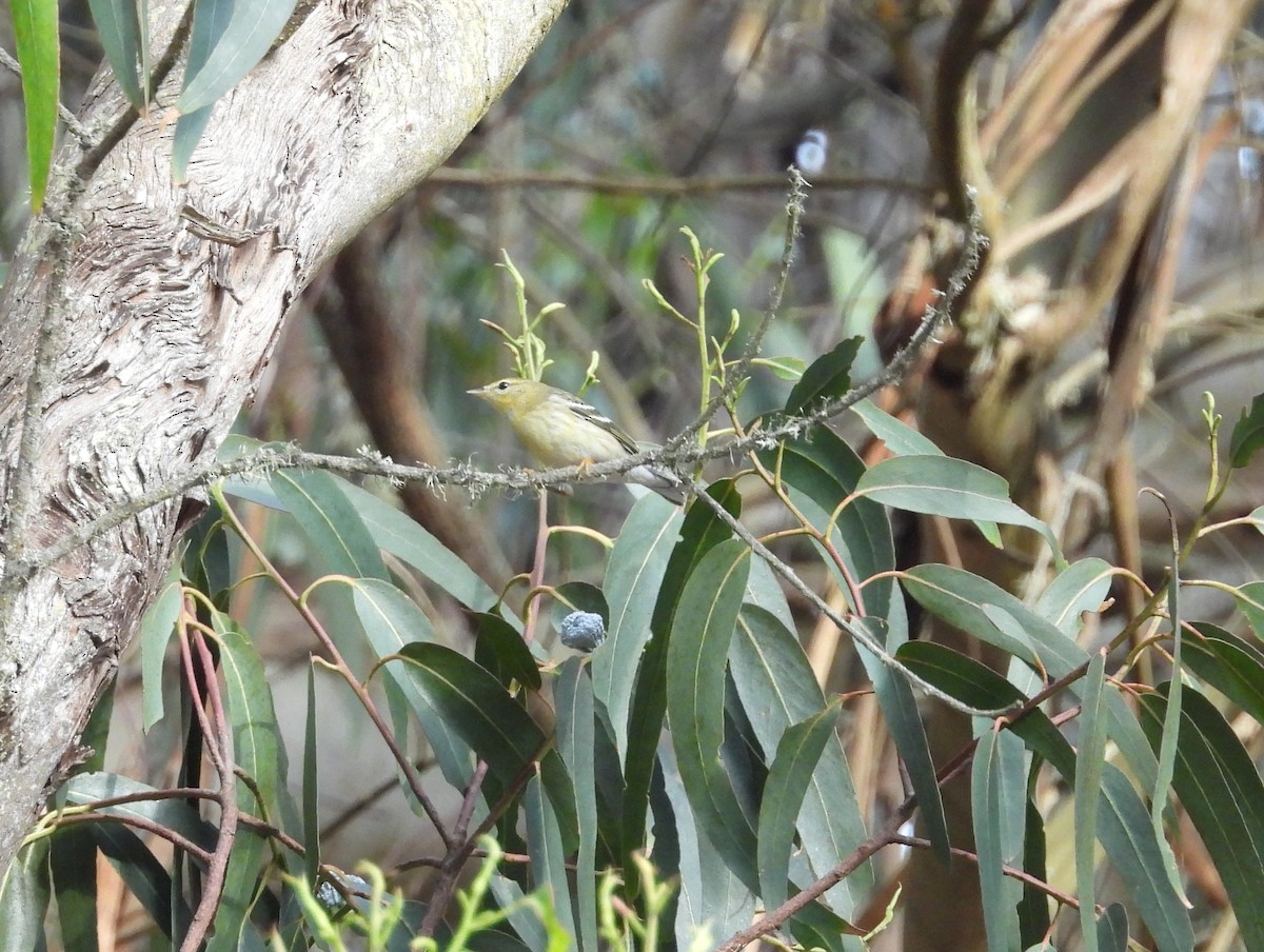 Blackpoll Warbler - ML642413280