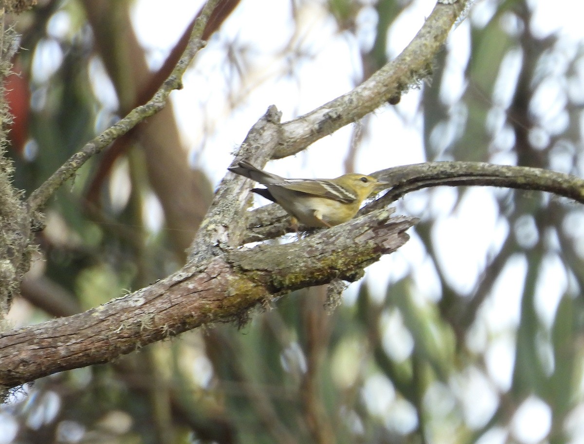 Blackpoll Warbler - ML642413281