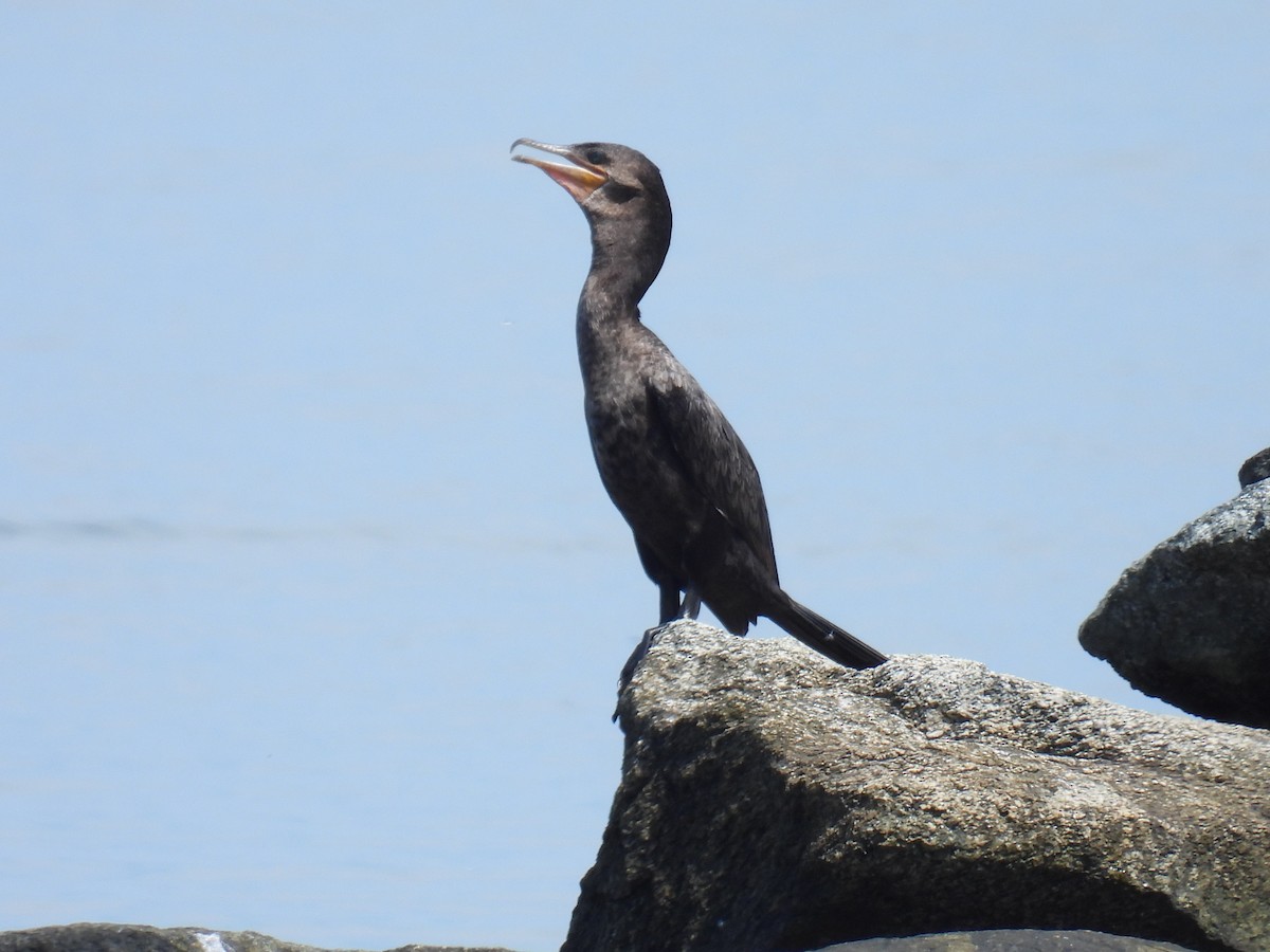 Neotropic Cormorant - ML642413298