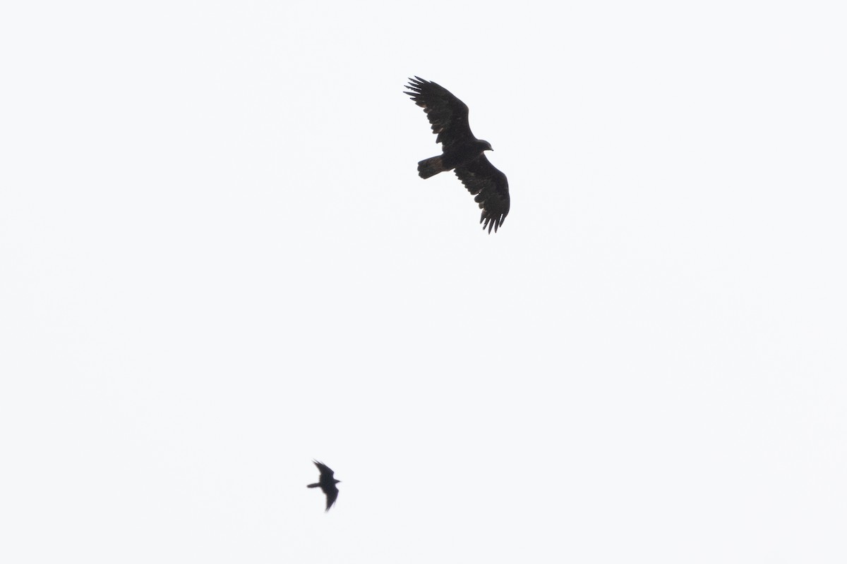 Golden Eagle - ML642413299