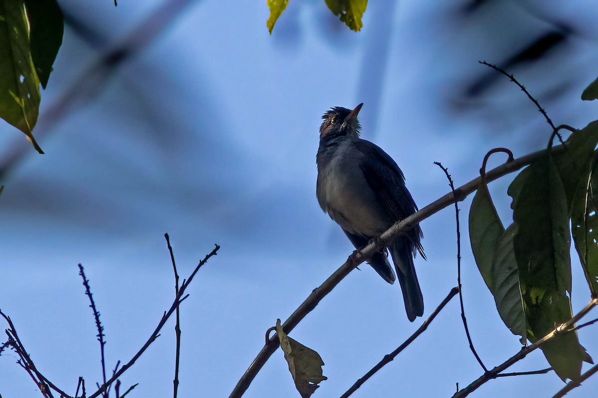 Blacksmith Thrush - ML642413335