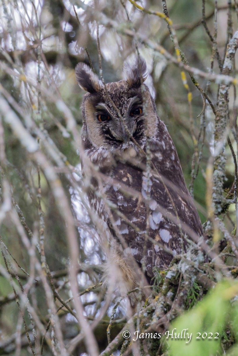 Abyssinian Owl - ML642413338