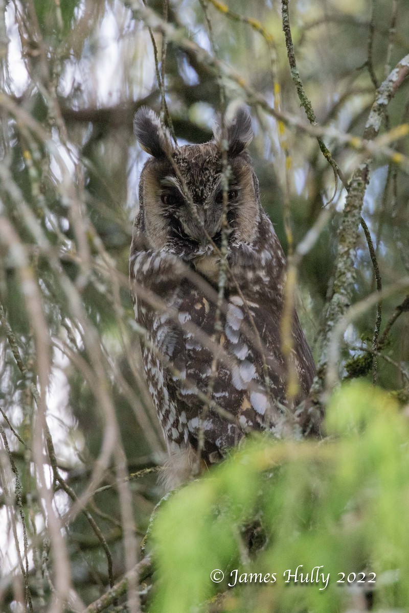 Abyssinian Owl - ML642413346