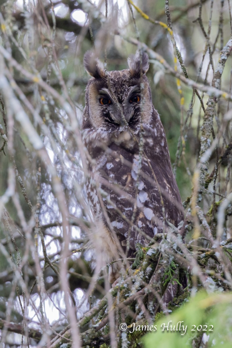Abyssinian Owl - ML642413347