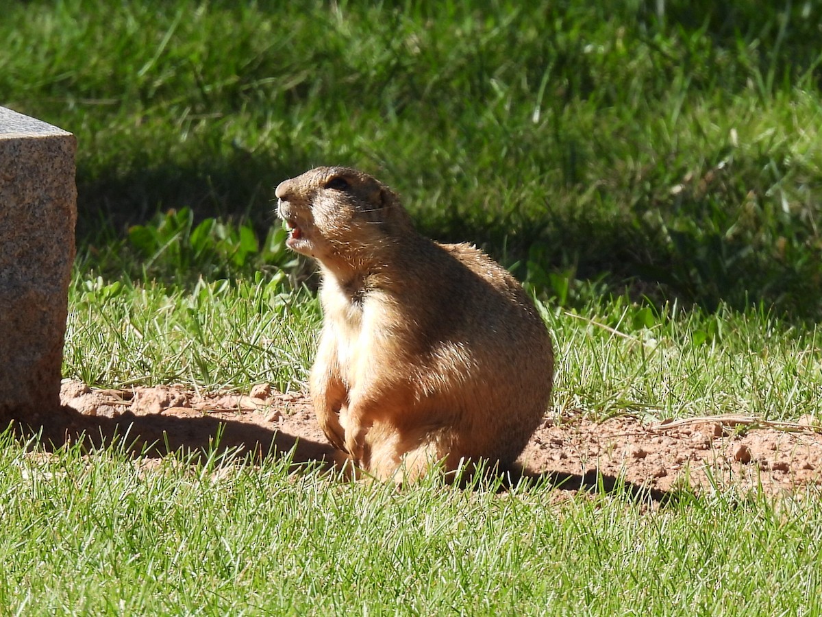 Gunnison's Prairie Dog - ML642413357
